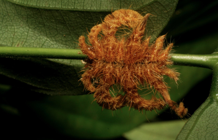 Figura 3. Larva <i>Phobetron hipparchia</i> (Limacodidae), tercer estadío (PPU) vista dorsal, localidad Santa Cecilia, Sector Santa Cecilia (335m). Voucher: 05-SRNP-34520-DHJ405927.jpg.