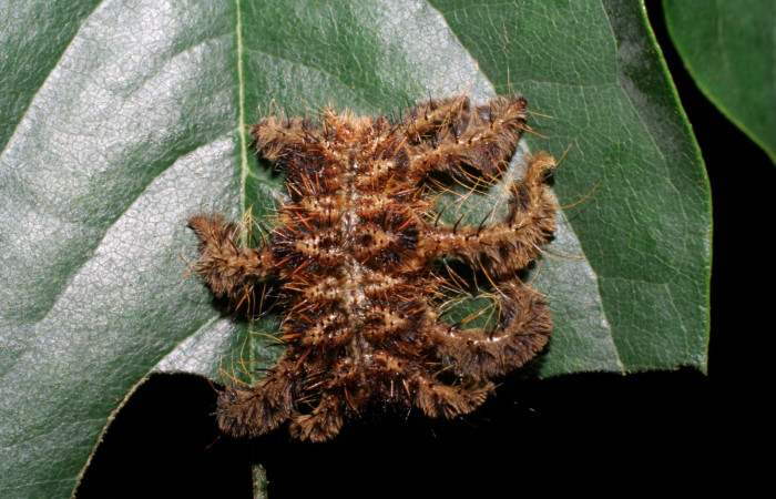 Figura 2. Larva <i>Phobetron hipparchia</i> (Limacodidae), último estadío (U) vista dorsal, localidad Santa Cecilia, Sector Santa Cecilia (335m). Voucher: 05-SRNP-34520-DHJ424300.jpg.