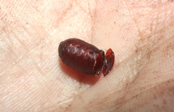 Figura 13. Restos de pupario de parásito <i>Austrophorocera</i> Wood01 (Tachinidae) que ataca <i>Phobetron hipparchia</i> (Limacodidae), localidad Portón Rivas, Sector Mundo Nuevo ACG (570m). Voucher: 08-SRNP-57028-DHJ462620.jpg.