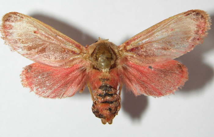 Figura 28. Adulto de <i>Phobetron cypris</i> (Limacodidae), vista dorsal, localidad Area Administrativa, Sector Santa Rosa ACG (295m). Voucher: 11-SRNP-14615-DHJ576308.jpg.