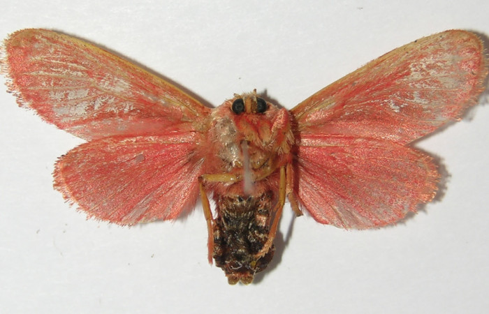 Figura 29. Adulto de <i>Phobetron cypris</i> (Limacodidae), vista ventral, localidad Area Administrativa, Sector Santa Rosa ACG (295m). Voucher: 11-SRNP-14615-DHJ576309.jpg.
