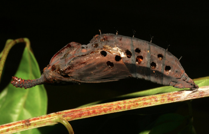 Figura 10. Vista de salida de parásitos chalJanzen01 Janzen01 (Chalcidoidea) que ataca a <i>Phobetron hipparchia</i> (Limacodidae), localidad Estación Pitilla, Sector Pitilla ACG (675m). Voucher: 12-SRNP-30542-DHJ485367.jpg.