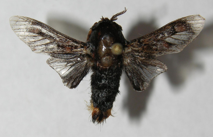 Figura 18. Adulto de <i>Phobetron</i> hipparchiaDHJ01 (Limacodidae), macho vista dorsal, localidad Medrano Estación Biológica Quica, Sector Pitilla ACG (380m). Voucher: 12-SRNP-71219-DHJ565044.jpg.