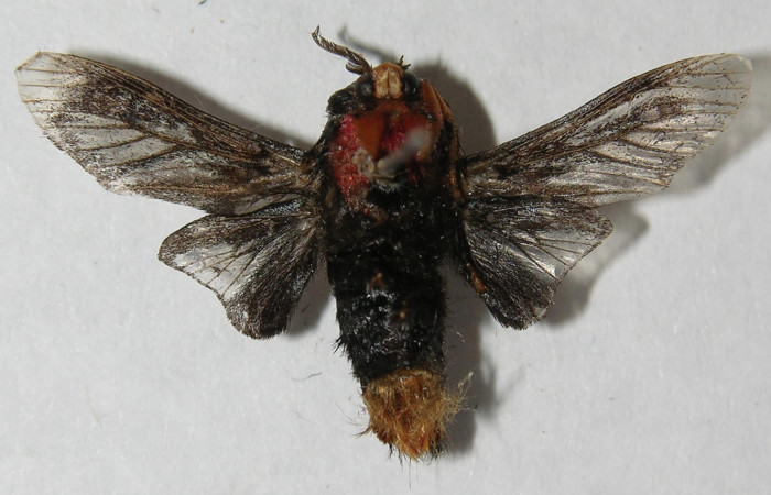 Figura 19. Adulto de <i>Phobetron</i> hipparchiaDHJ01 (Limacodidae), macho vista dorsal, localidad Medrano Estación Biológica Quica, Sector Pitilla ACG (380m). Voucher: 12-SRNP-71219-DHJ565045.jpg.