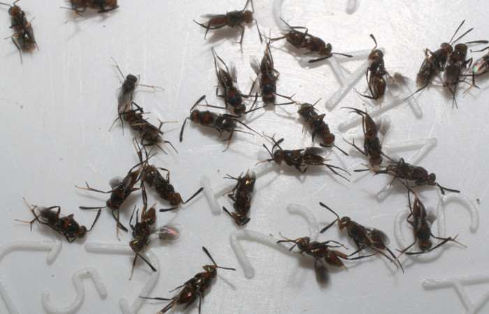 Figura 11. Adultos de chalJanzen01 Janzen01 (Chalcidoidea) que ataca a <i>Phobetron hipparchia</i> (Limacodidae), localidad Estación Los Almendros, Sector El Hacha ACG (290m). Voucher: 13-SRNP-22941-DHJ710060.jpg.