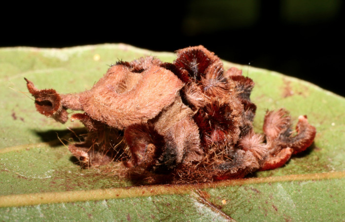 Figura 5. Capullo de <i>Phobetron hipparchia</i> (Limacodidae), vista dorsal, localidad Puente Palma, Sector San Cristóbal ACG (460m). Voucher: 18-SRNP-1545-DHJ705232.jpg.