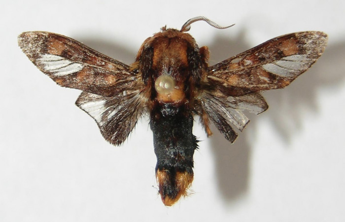 Figura 6. Adulto de <i>Phobetron hipparchia</i> (Limacodidae), macho vista dorsal, localidad Bosque Húmedo, Sector Santa Rosa ACG (290m). Voucher: 91-SRNP-2041-DHJ520792.jpg.