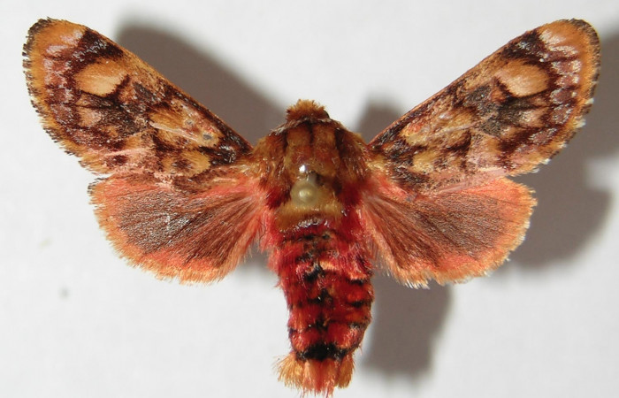 Figura 24. Adulto de <i>Phobetron</i> hipparchiaDHJ02 (Limacodidae), hembra vista dorsal, localidad Quebrada Guapote, Sector Santa Rosa ACG (240m). Voucher: 93-SRNP-2749-DHJ520750.jpg.