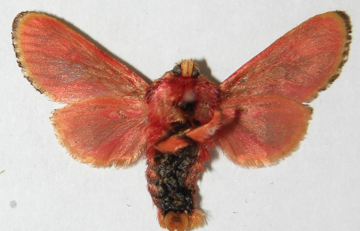 Figura 25. Adulto de <i>Phobetron</i> hipparchiaDHJ02 (Limacodidae), hembra vista ventral, localidad Quebrada Guapote, Sector Santa Rosa ACG (240m). Voucher: 93-SRNP-2749-DHJ520751.jpg.