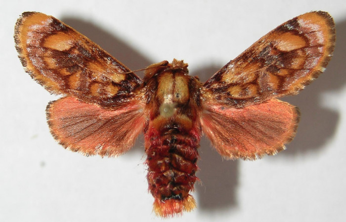 Figura 8. Adulto de <i>Phobetron hipparchia</i> (Limacodidae), hembra vista dorsal, localidad Area Administrativa, Sector Santa Rosa ACG (295m). Voucher: 94-SRNP-9955-DHJ520752.jpg.