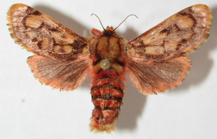 Figura 16. Adulto de <i>Phobetron</i> hipparchiaDHJ01 (Limacodidae), hembra vista dorsal, localidad Area Administrativa, Sector Santa Rosa ACG (295m). Voucher: 99-SRNP-8555-DHJ520774.jpg.