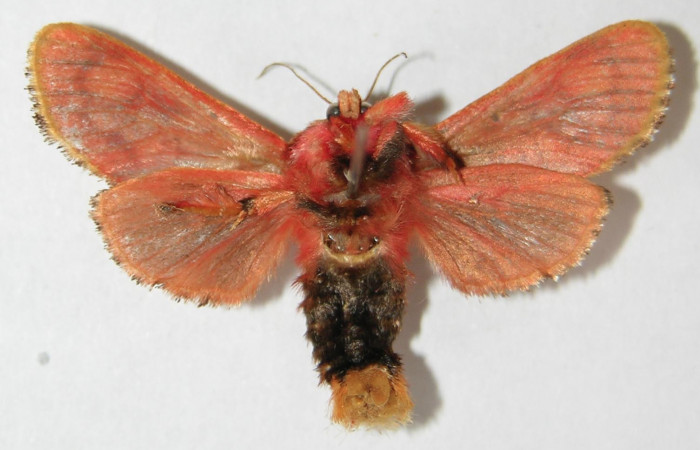 Figura 17. Adulto de <i>Phobetron</i> hipparchiaDHJ01 (Limacodidae), hembra vista ventral, localidad Area Administrativa, Sector Santa Rosa ACG (295m). Voucher: 99-SRNP-8555-DHJ520775.jpg.