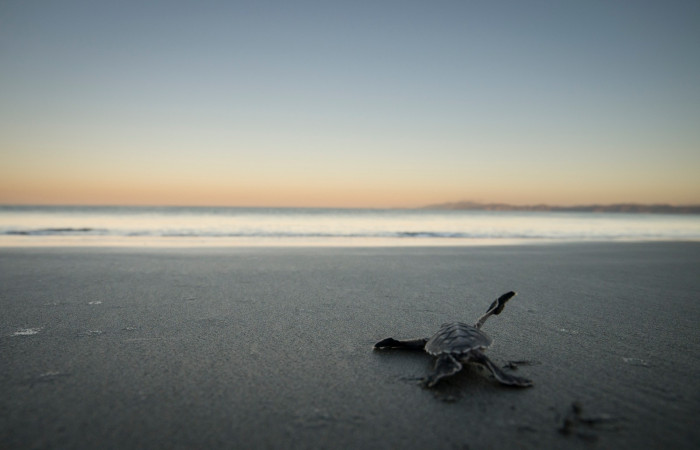 Playa Cabuyal  The Leatherback Trust