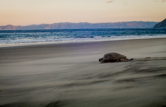 Playa Cabuyal  The Leatherback Trust
