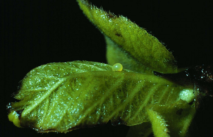 Fig. 05. Huevo de <i>Aellopos titan</i> (Sphingidae), puesto en hojas nuevas de Randia aculeata (Rubiaceae). Voucher: 83-SRNP-306-DHJ5231.jpg.