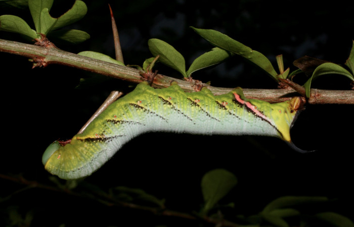 Fig.08. Larva de <i>Aellopos titan</i> (Sphingidae), vista lateralmente, 45mm de longitud.Voucher: 05-SRNP-15564-DHJ403356.jpg.