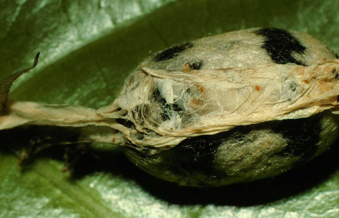 Fig.12. Capullo de parásito de <i>Aellopos titan</i> (Sphingidae), Hymenoptera, familia Ichneumonidae, género <i>Cryptophion</i> sp. 10mm de longitud. Voucher: 98-SRNP-3206-DHJ44680.jpg.