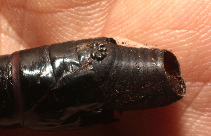 Fig.14. Pupario de Tachinidae, <i>Belvosia</i> sp. Parásito de una pupa de <i>Aellopos titan</i> (Sphingidae). Voucher: 13-SRNP-15205-DHJ804515.jpg.