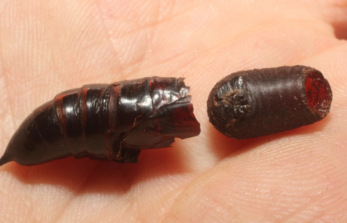 Fig.15. Pupario de Tachinidae, <i>Belvosia</i> sp. Parásito de una pupa de <i>Aellopos titan<i> (Sphingidae). Voucher: 13-SRNP-15205-DHJ804517.jpg.