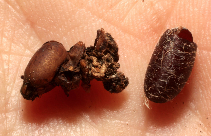 Fig.16. Pupario de Tachinidae, <i>Chetogena</i> sp. Parásito de una pupa de <i>Aellopos titan</i> (Sphingidae). Voucher: 13-SRNP-16408-DHJ804546.jpg.