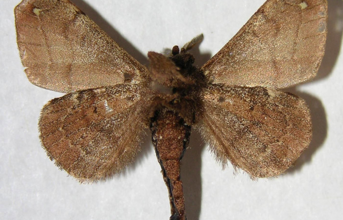 Fig. 16. Macho de <i>Olceclostera irrorata</i> (Bombycidae), vista ventral. Voucher: 06-SRNP-65042-DHJ360135.