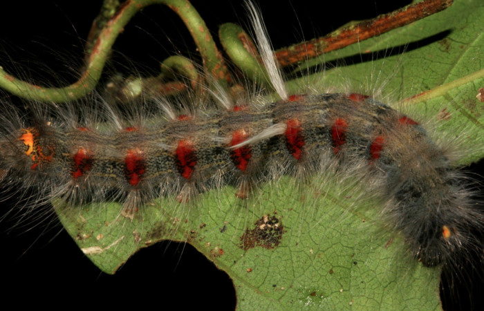 Fig. 8. Vista de mechones sobre el dorso de larva <i>Olceclostera irrorata</i> (Bombycidae), comiendo <i>Anemopaegma orbiculatum</i> (Bignoniaceae). Voucher: 08-SRNP-4240-DHJ437457.