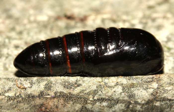 Fig. 13. Pupa de <i>Olceclostera irrorata</i> (Bombycidae). Vista lateral. Voucher: 13-SRNP-31627-DHJ720079.