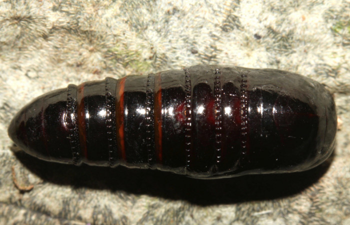 Fig. 14. Pupa de <i>Olceclostera irrorata</i> (Bombycidae). Vista dorsal. Voucher: 13-SRNP-31627-DHJ720080.
