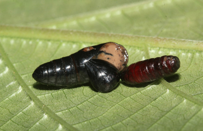 Fig. 12. Pupa de <i>Olceclostera irrorata</i> (Bombycidae), con pupario de larva parasita de la familia Tachinidae. Voucher: 18-SRNP-30026-DHJ43327.