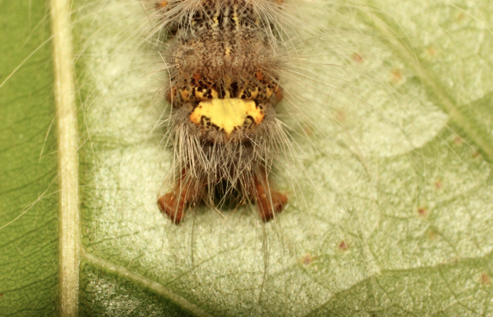 Fig. 5. Detalle de área posterior en larva <i>Olceclostera irrorata</i> (Bombycidae), comiendo <i>Lundia puberula</i> (Bignoniaceae). Voucher: 19-SRNP-65216-DHJ772041.