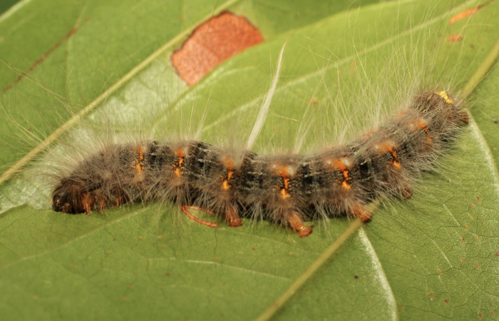 Fig. 3. Larva de <i>Olceclostera irrorata</i> (Bombycidae), comiendo <i>Lundia puberula</i> (Bignoniaceae). Voucher: 19-SRNP-65216-DHJ772045.