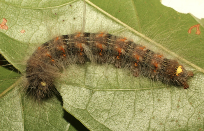 Fig. 2. Larva de <i>Olceclostera irrorata</i> (Bombycidae), comiendo <i>Lundia puberula</i> (Bignoniaceae). Voucher: 19-SRNP-65216-DHJ772047.