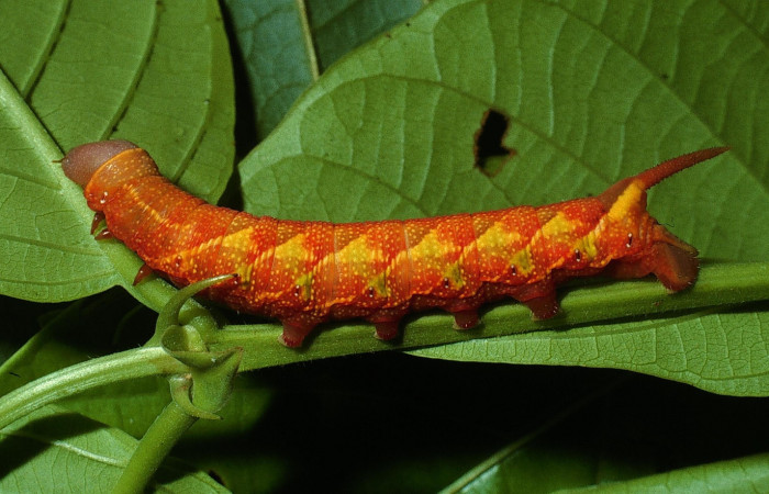 Figura 10. Larva <i>Perigonia lusca</i> (Sphingidae), posición cola en la hoja de la planta <i>Guettarda foliacea</i> (Rubiaceae). 03-SRNP-18062-DHJ76980.jpg.     