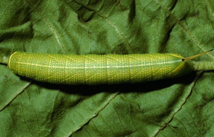 Figura 4. Larva <i>Perigonia lusca</i> (Sphingidae), posición lateral en la hoja de la planta <i>Uncaria tomentosa</i> (Rubiaceae). 13-SRNP-20204-DHJ493659.jpg.     