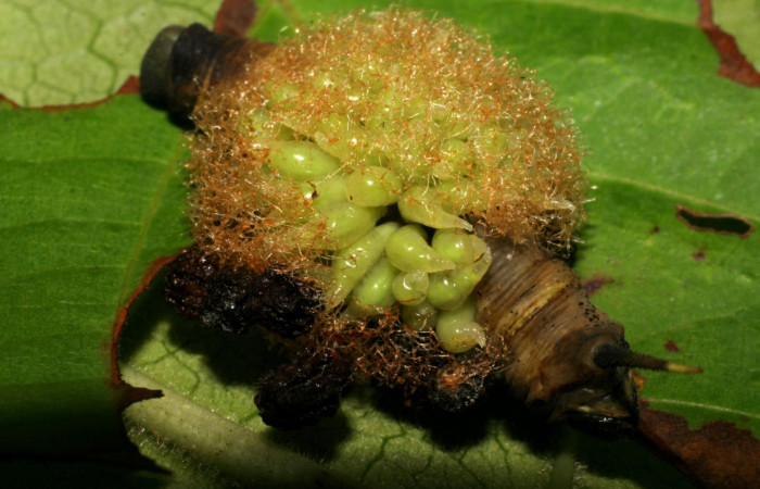 Figura 12. Parásito <i>Euplectrus iangauldi</i> (Eulophidae), de <i>Perigonia lusca</i> (Sphingidae), 06-SRNP-22585-DHJ424810.jpg.