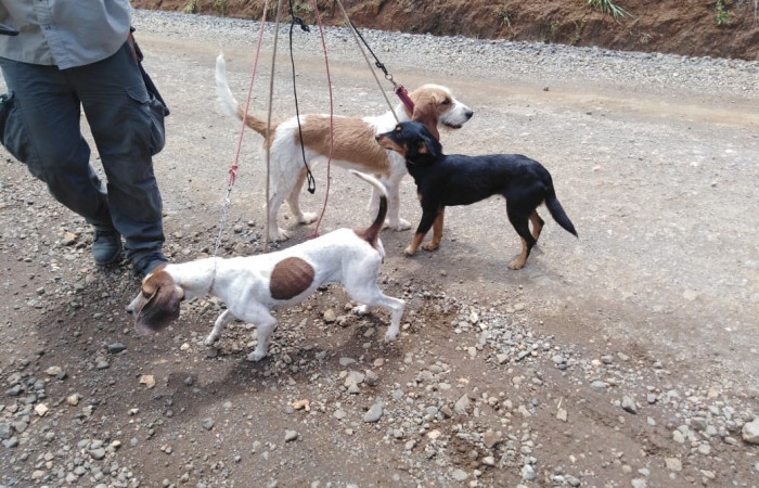Los Ángeles de Quebrada Grande de Liberia  Domingo 16 febrero 2020  Foto: Brigada de Control, Seguimiento y Aprovechamiento Forestal (BCAF.PSA)