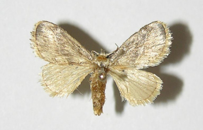 Figura 13. Adulto ventral, <i>Epiperola</i> paidaDHJ03 (Limacodidae). 04-SRNP-1591-DHJ337302.