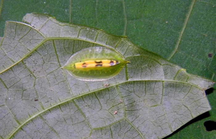 Figura 2. Detalle dorsal, <i>Epiperola paida</i> (Limacodidae) en cuarto estadío. 05- SRNP-33719-DHJ424123.