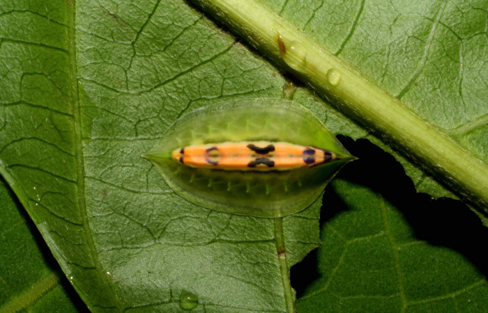 Figura 3. Detalle dorsal alimentándose en cuarto estadío, <i>Epiperola paida</i> (Limacodidae). 07-SRNP-30960- DHJ419722.