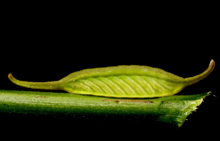 Figura 9. Detalle lateral, <i>Epiperola vafera</i> (Limacodidae). 07- SRNP-40971-DHJ422233.