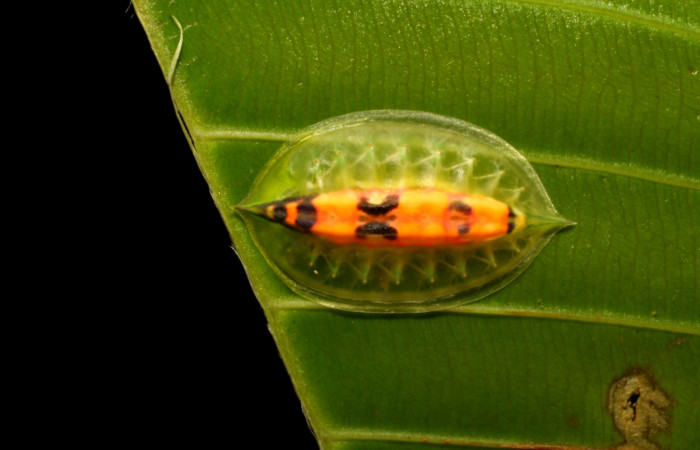 Figura 8. Detalle dorsal, <i>Epiperola paida</i> (Limacodidae). 07-SRNP-42744-DHJ434850.