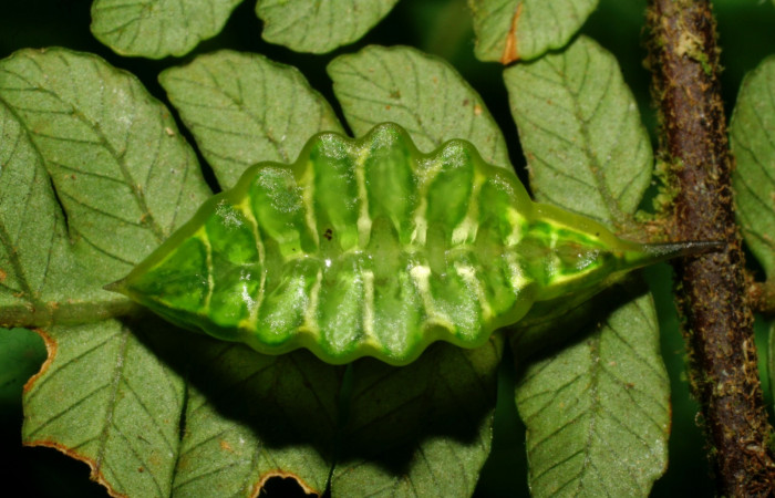Figura 10. Detalle dorsal, <i>Epiperola vaferella</i> (Limacodidae). 08-SRNP-30350-DHJ438426.