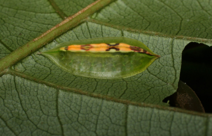 Figura 7. Detalle de lateral, <i>Epiperola paida</i> (Limacodidae). 13-SRNP-36665-DHJ490476.