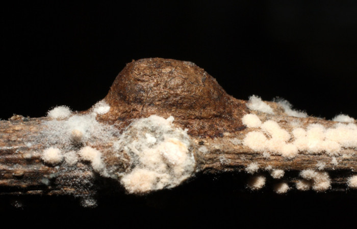 Figura 14. Detalle de pupa parasitada, <i>Epiperola</i> paidaDHJ03 (Limacodidae). 14- SRNP-35120-DHJ490659.