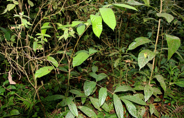 Figura 1. Una de las plantas hospederas donde se alimenta <i>Epiperola paida</i> (Limacodidae) <i>Carapa guianensis</i> (Meliacaea).