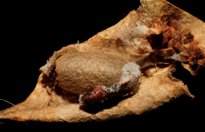 Figura 12. Capullo de parásito </i>Microcharops longiterebra</i> (Ichneumonidae) que ataca <i>Cicinnus camarinus</i> (Mimallonidae), localidad Estación Pitilla, Sector Pitilla ACG (675m). Voucher: 05-SRNP-31793-DHJ415463.jpg.