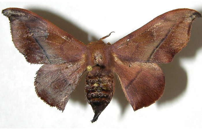 Figura 10. Adulto de <i>Cicinnus camarinus</i> (Mimallonidae), hembra vista dorsal, localidad Loaciga, Sector Pitilla ACG (445m). Voucher: 07-SRNP-32989-DHJ381092.jpg.