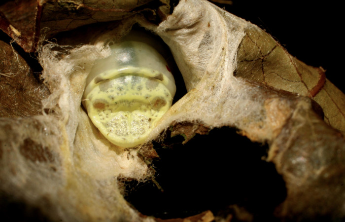 Figura 16. Larva <i>Cicinnus</i> Janzen04 (Mimallonidae), último estadío (U), localidad Roca Verde, Sector Cacao ACG (760m). Voucher: 07-SRNP-45643-DHJ428219.jpg.