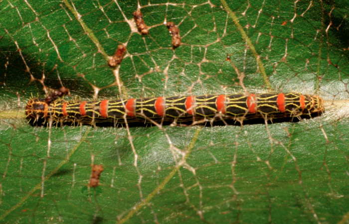 Figura 20. Larva <i>Cicinnus</i> Janzen09 (Mimallonidae), último estadío (U) vista dorsal, localidad Piedrona, Estación Brasilia ACG (340m). Voucher: 07-SRNP-66033-DHJ435357.jpg.