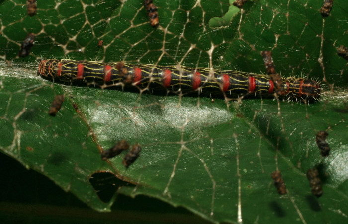 Figura 19. Larva <i>Cicinnus</i> Janzen07 (Mimallonidae), último estadío (U) vista dorsal, localidad Ingas, Sector Pitilla ACG (580m). Voucher: 09-SRNP-30900-DHJ458328.jpg.
